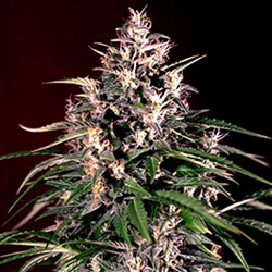 G13 Labs Seeds AUTO Dosi