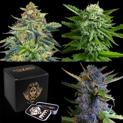 G13 Labs Seeds Collection Bundle - Autoflowering 