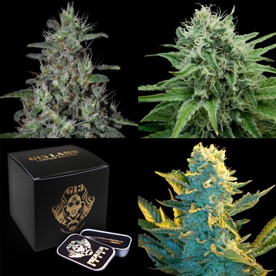 G13 Labs Seeds Collection Bundle - Classic