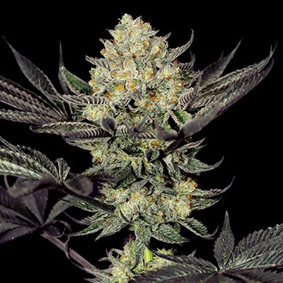 G13 Labs Seeds Face Mask