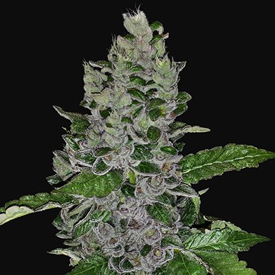 G13 LABS SEEDS FROZEN AFGHAN MINTZ