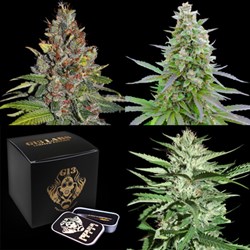 G13 Labs Seeds Collection Bundle - Fruity