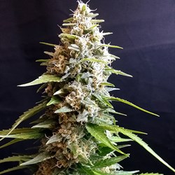 G13 Labs Seeds Maltezerz