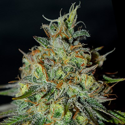 G13 LABS SEEDS PICANTE