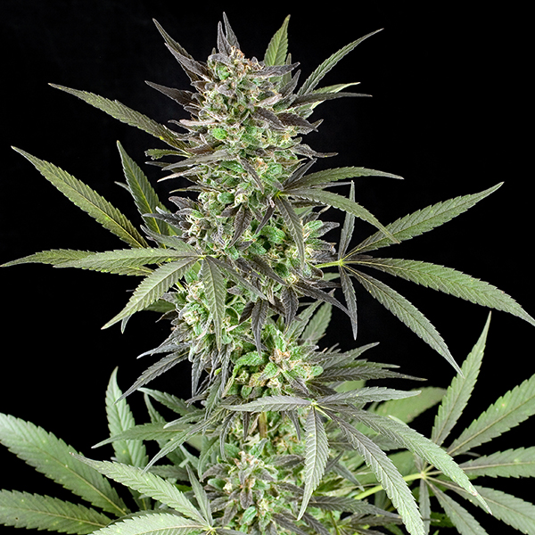 G13 Labs Seeds Blue Venom