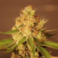 G13 Labs Seeds Auto Diesel