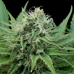 G13 Labs Seeds Raw Diesel